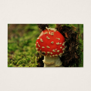 Agaric de mouche
