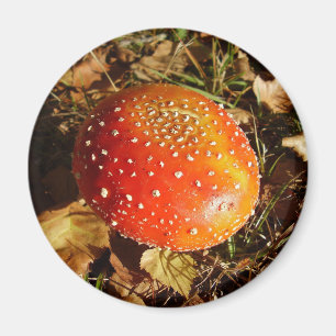 Agaric de volée Magnet