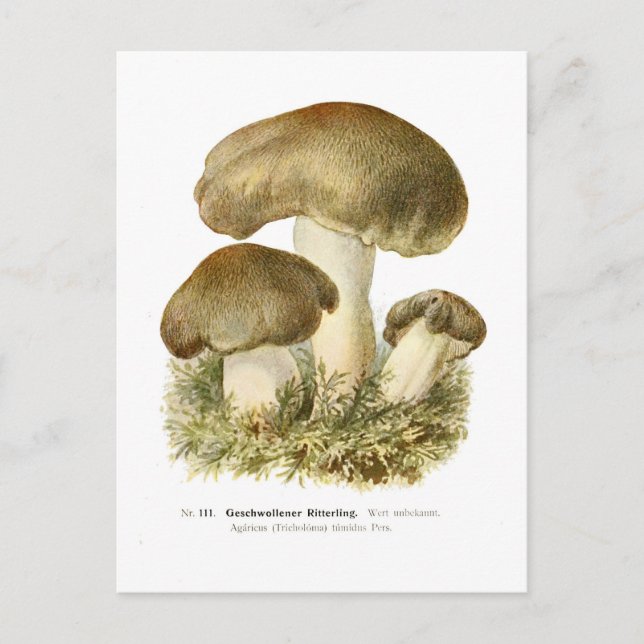 Agaricus tumidus postcard (Front)