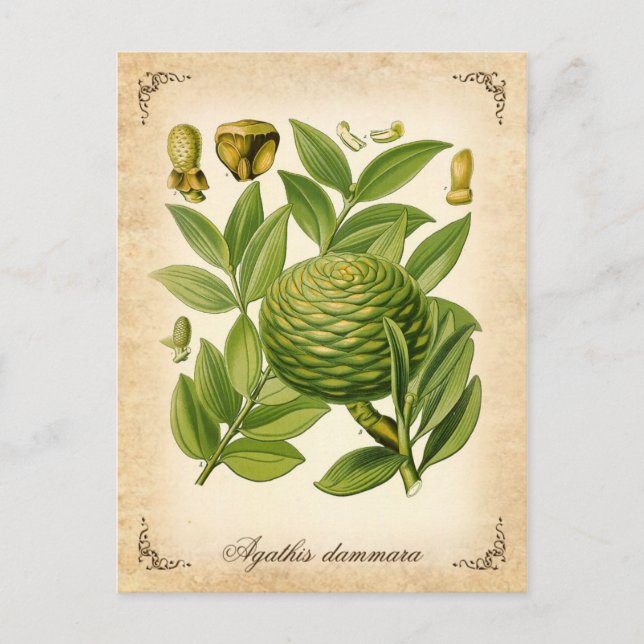 Agathis dammara vintage illustration postcard (Front)