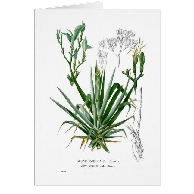 Agave (Front)