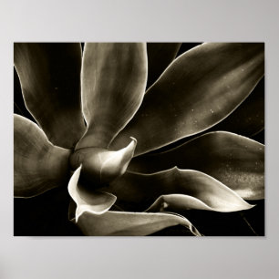 Agave Attenuata in Sepia Poster