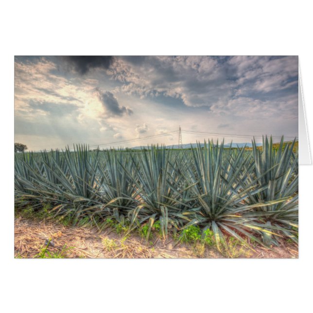 Agave bleue (Devant horizontal)