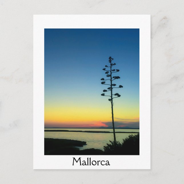 Agave Blooming Flower in Mallorca at Sunset Postcard (Front)