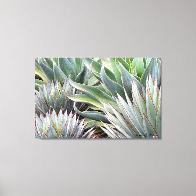 Agave 'Blue Glow', 'Blue Flame' canvas print (Front)