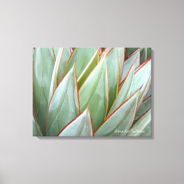 Agave 'Blue Glow' canvas by Debra Lee Baldwin (Front)