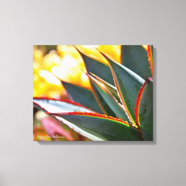 Agave Blue Glow succulent photo Debra Lee Baldwin Canvas Print (Front)