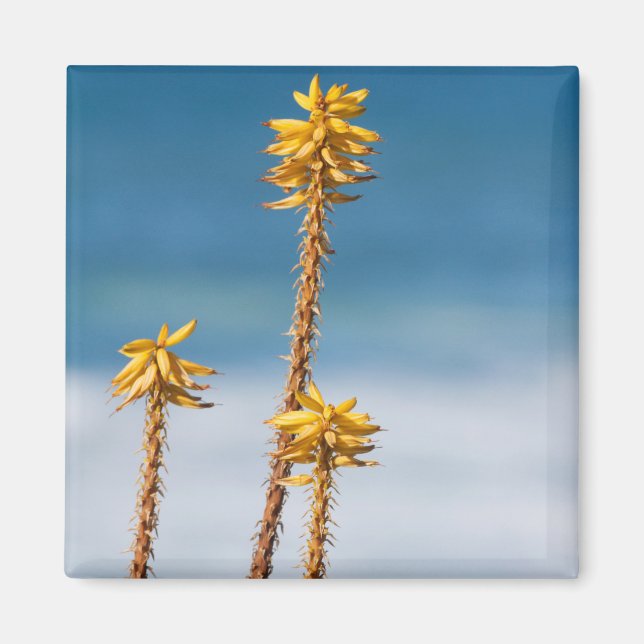 Agave by the ocean magnet (Front)
