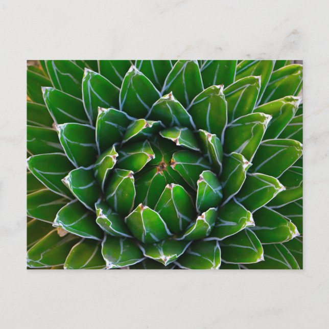 Agave Cactus Postcard (Front)