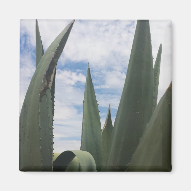 Agave Clouds Magnet (Front)