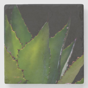 Agave glow stone coaster