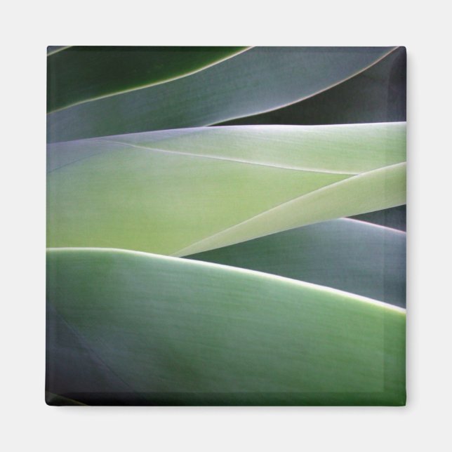 Agave Leaves Magnet (Front)