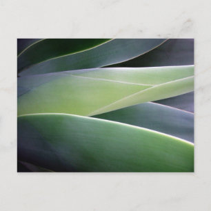 Agave Leaves Postcard