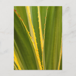 Agave Plant Abstract Postcard