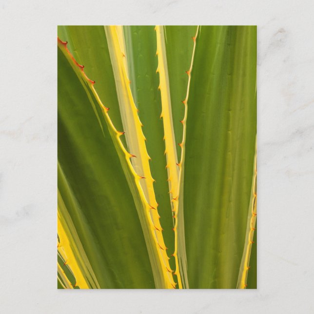 Agave Plant Abstract Postcard (Front)