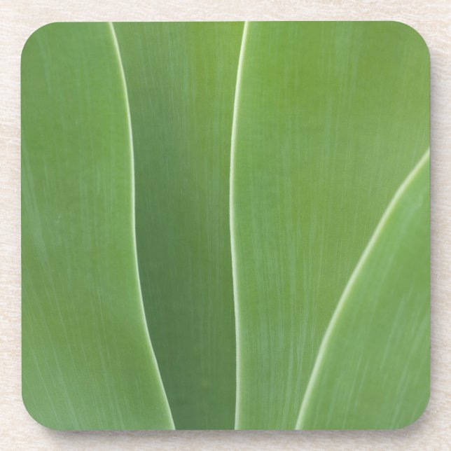 Agave Plant Close Up Coaster (Front)