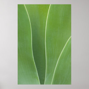 Agave Plant Close Up Poster