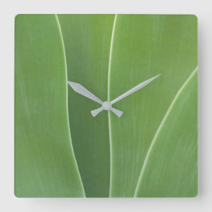 Agave Plant Close Up Square Wall Clock