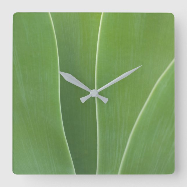 Agave Plant Close Up Square Wall Clock (Front)