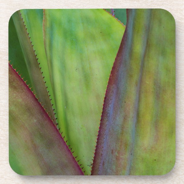 Agave Plant Detail Coaster (Front)