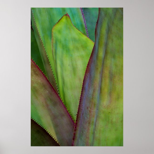 Agave Plant Detail Poster (Front)