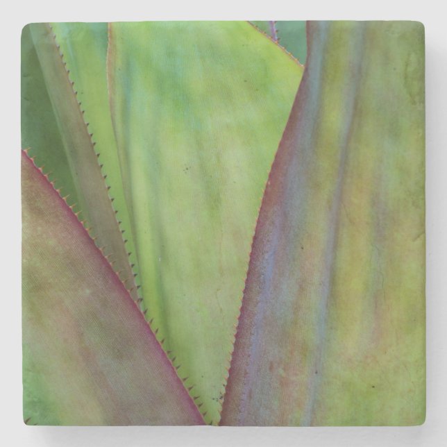 Agave Plant Detail Stone Coaster (Front)