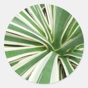Agave Plant Green and White Striped Classic Round Sticker