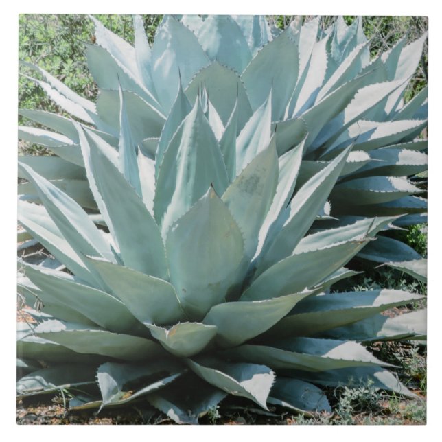 Agave Plant Succulent Blue Cacti Botanical Desert  Tile (Front)