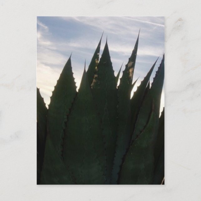Agave Skyrockets Postcard (Front)