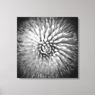 Agave Spikes Black and White Southwest Canvas Print