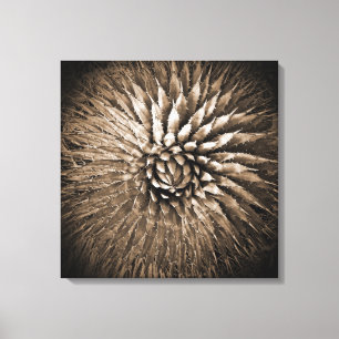 Agave Spikes Sepia Print on Canvas 22" x 22"