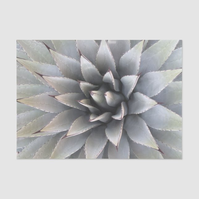 Agave Succulent Plant Cactus Green sage Tissue Paper (Front)