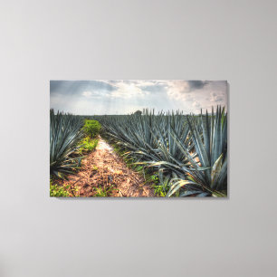 Agave Tequilana Canvas Print