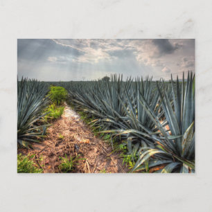 Agave Tequilana Postcard