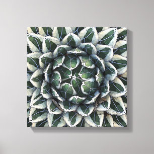 Agave victoria-reginae photo by Debra Lee Baldwin Canvas Print