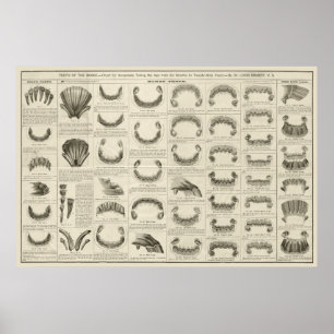 Âge du cheval par dents Graphique Anatomie Poster