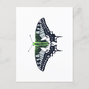 Agender Flag Swallowtail Butterfly Postcard