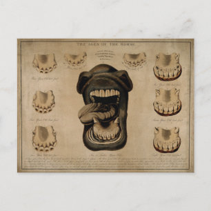 Ages of The Horse Mouth Teeth Etching Watercolor Postcard