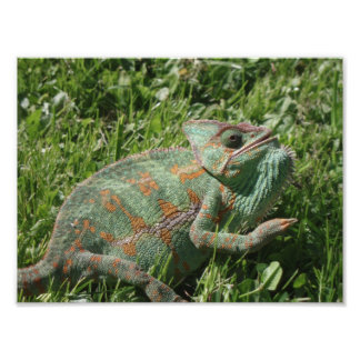 Aggressive Chameleon Photo Print