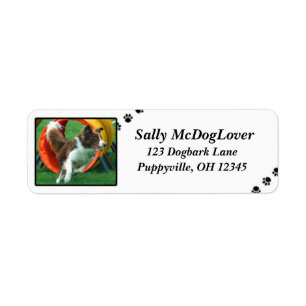 Agilité Brown de border collie