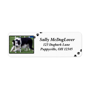 Agilité de border collie