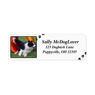 Agilité de tunnel de border collie