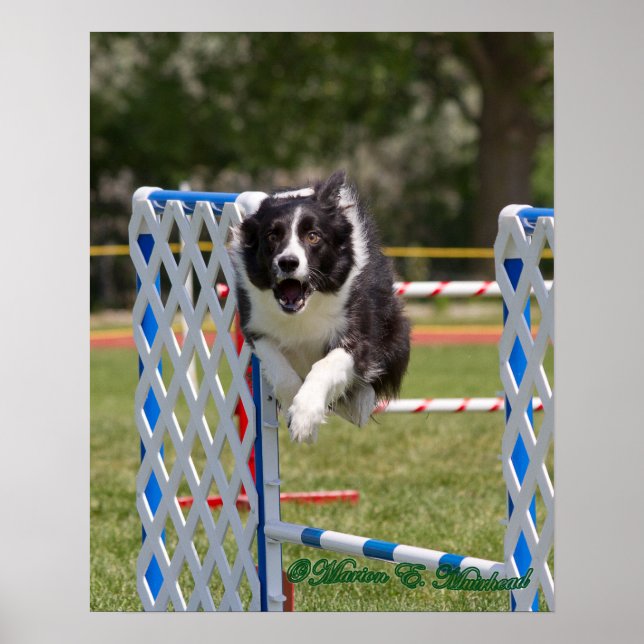 Agility Border Collie Poster (Front)