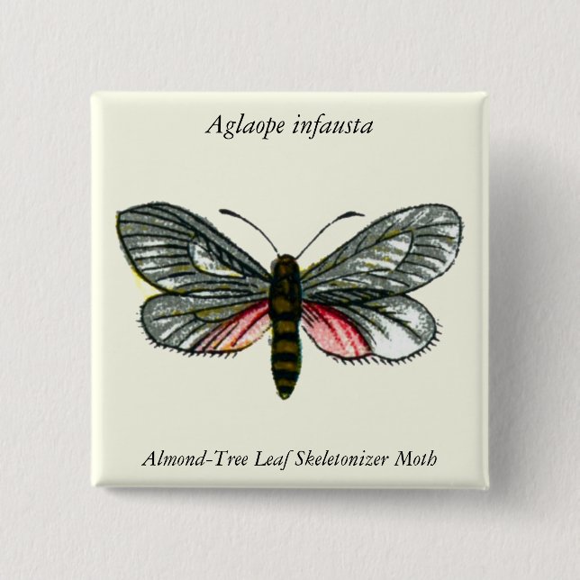 Aglaope infausta - Almond-Tree Leaf Skeletonizer 2 Inch Square Button (Front)