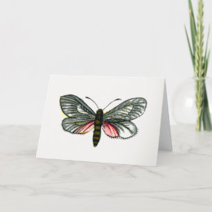 Aglaope infausta - Almond-Tree Leaf Skeletonizer Card