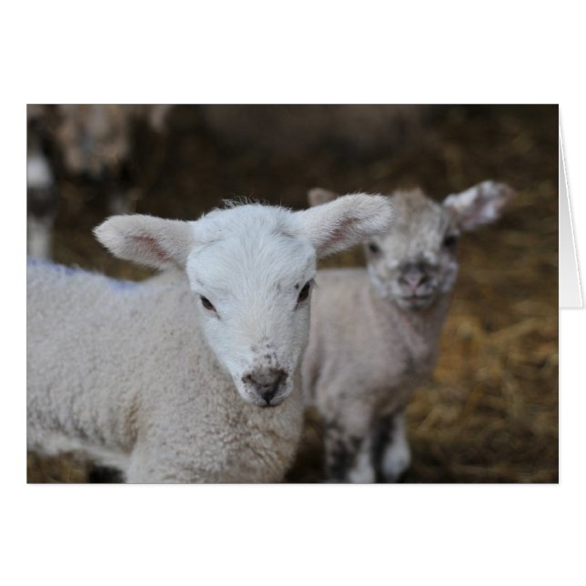 Agneaux nouveau-nés (Devant horizontal)