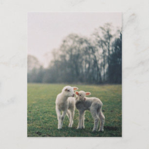 Agneaux Postcard