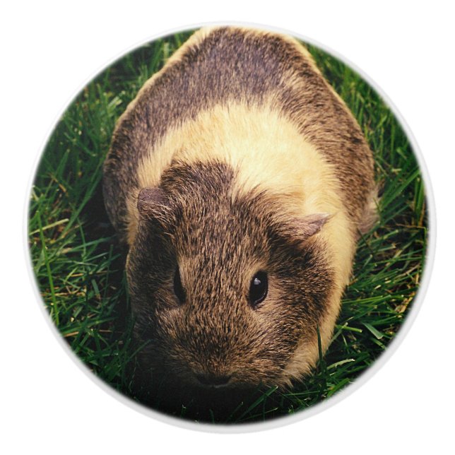 Agouti Guinea Pig in the Grass Ceramic Knob (Front)