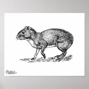 Agouti Poster
