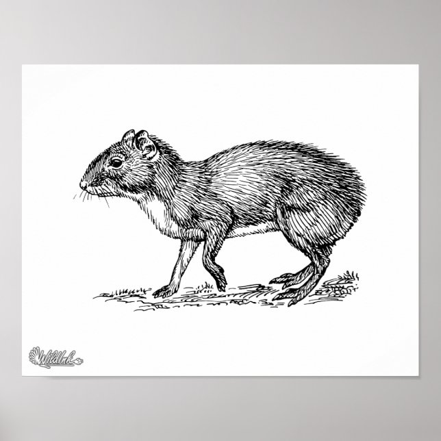 Agouti Poster (Front)